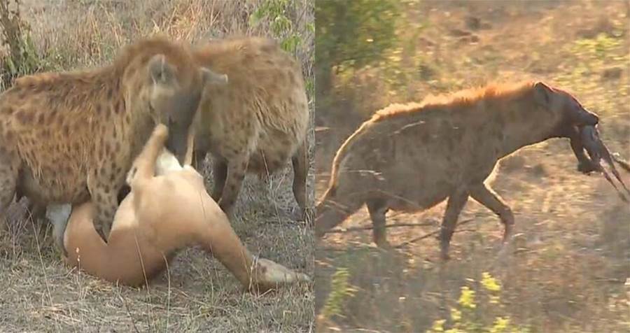 花豹狩獵懷孕羚羊沒等開餐，被鬣狗群嚇跑，可憐了羚羊寶寶
