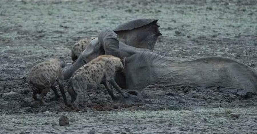 象母子深陷沼澤，鬣狗半路打劫，場面絕望又殘忍