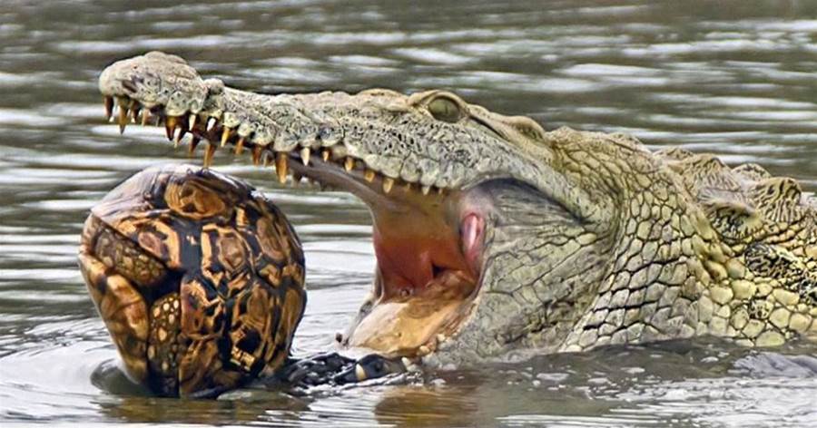 鱷魚口含大烏龜，無奈龜殼太硬，最後生吞