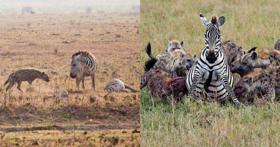 母斑馬為保護寶寶，與鬣狗群殊死搏鬥，臨終目送小斑馬安全離開