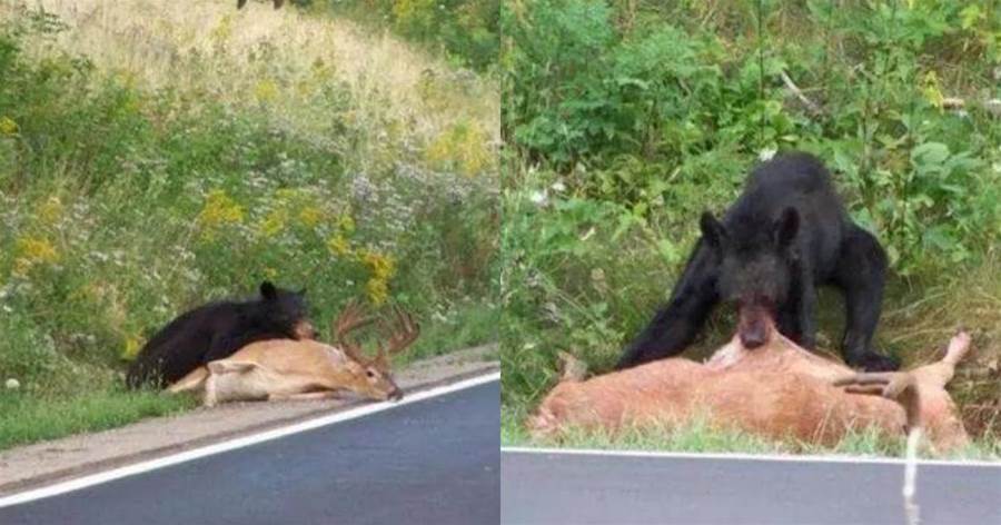 前方熊出沒，黑熊寶寶馬路邊壓倒梅花鹿，二話不說抱著活鹿啃