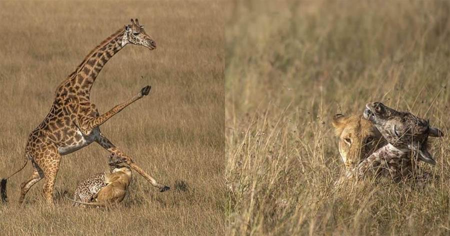 當非洲獅盯上長頸鹿母子，鹿媽媽保護幼崽兇猛反擊，不料獅子眼中只有小鹿