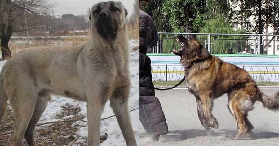 世界上最厲害的猛犬——高加索犬和坎高犬，成群能不能打贏老虎？