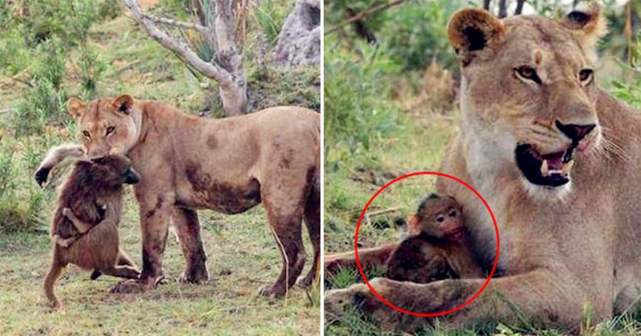 母獅喪子悲痛拿狒狒撒氣，一口鎖喉母狒狒搶走狒寶寶，抱在懷裡當崽養