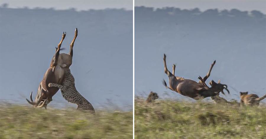 肯亞5只獵豹急速掠食，空中「抱摔」成年公羚羊，只抓不吃是因為沒力氣