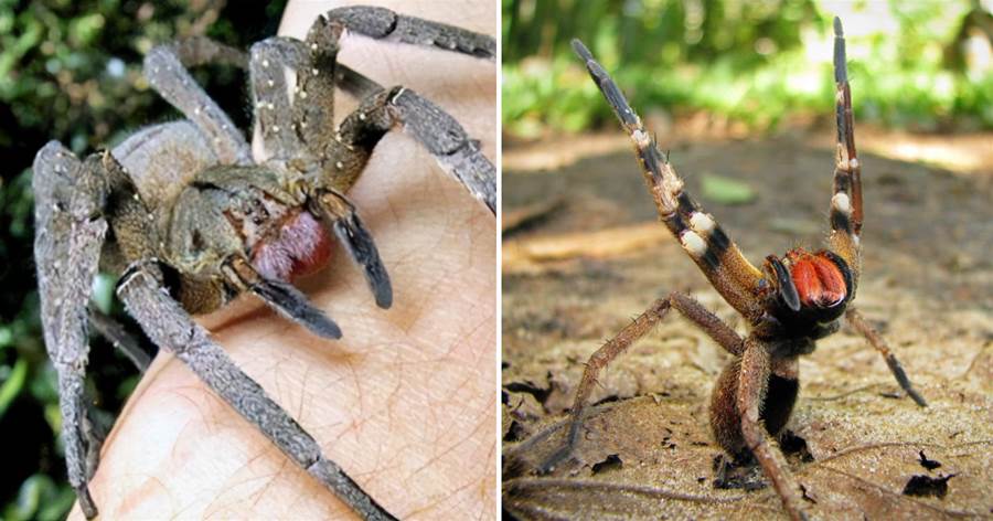 巴西遊走蛛稱爲「毒效最奇葩蜘蛛」，被咬男性會產生「生理反應」，最長可持續三天