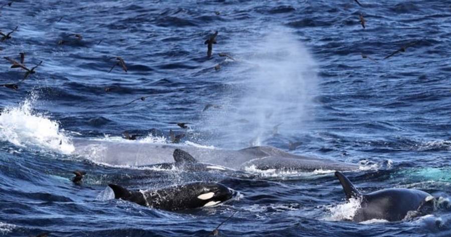 15米藍鯨誤入領地，遭75頭虎鯨圍攻，硬抗三小時後落敗，海鳥集群與虎鯨共食藍鯨肉