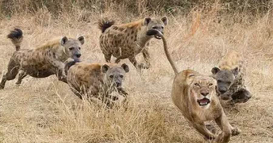 「永世仇敵」獅子與斑鬣狗，為什麼它們相互爭鬥卻很少吃掉對方的肉