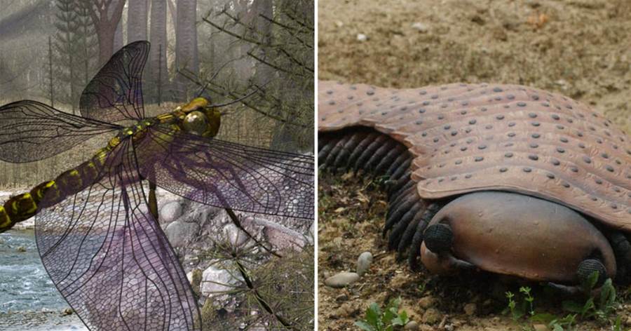 恐怖的「巨蟲時代」：「蜈蚣」有兩米四，蜻蜓大得像老鷹