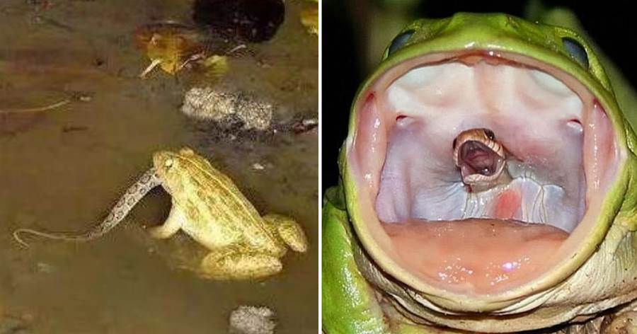 蛙界大佬的逆襲！台灣特色「蛙界暴龍」食蛇蛙，專吃毒蛇還能免疫蛇毒