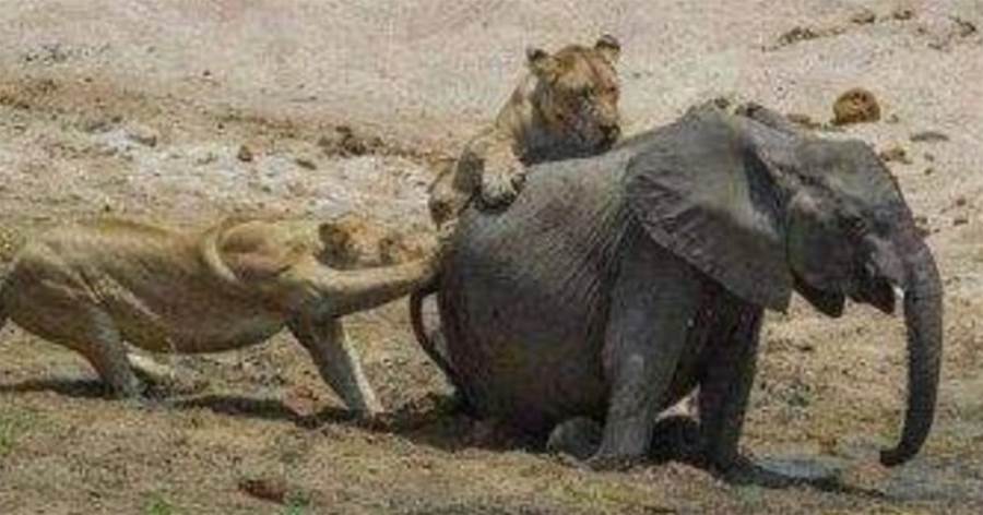 2隻獅子圍攻1頭小象，生氣的大象媽媽連夜反擊，嚇得獅子目瞪口