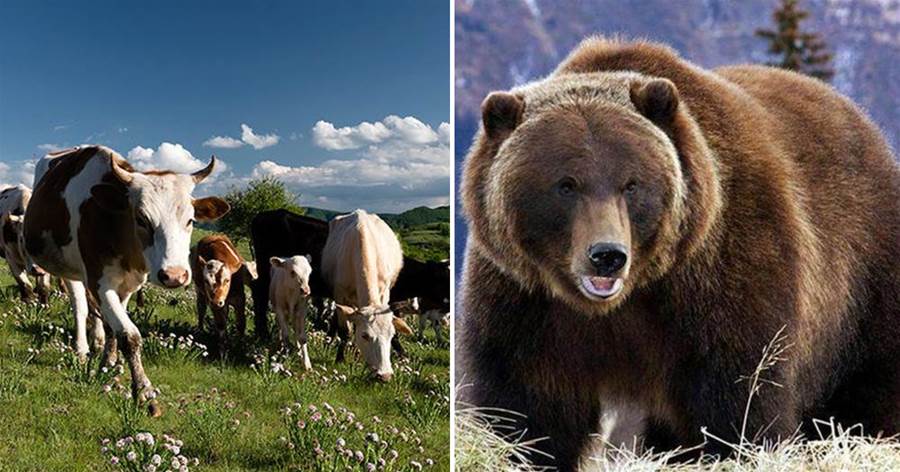 棕熊現身大興安嶺，捕獲了一頭母牛，吃飽後把剩下的用草蓋著