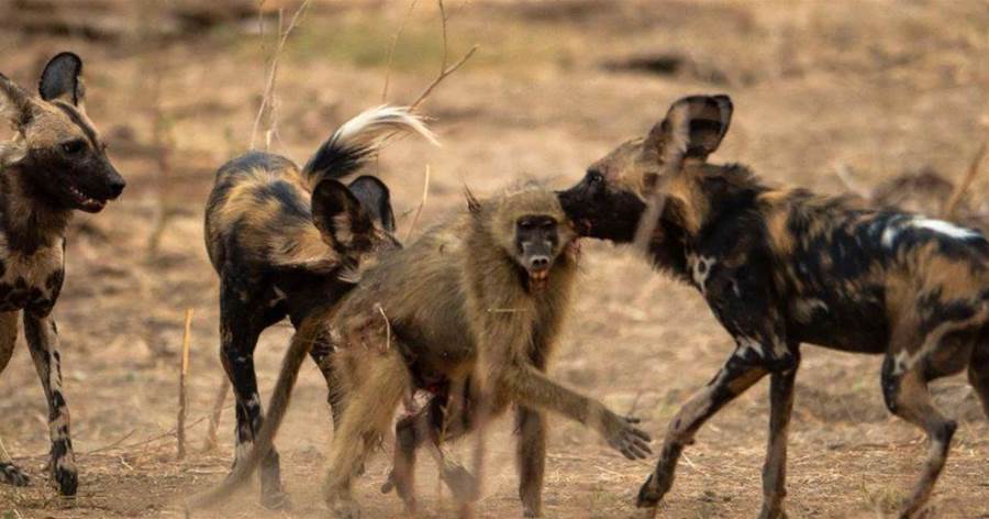 進擊的狗群：非洲野狗一往直前，三年內幹掉五十多隻狒狒