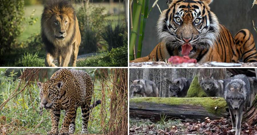 亞洲虎非洲獅，美洲豹歐洲狼，誰才是陸地之王
