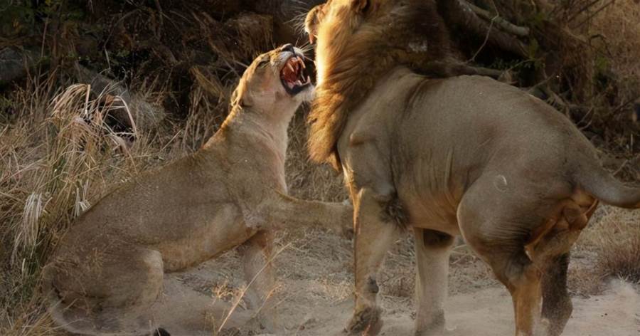 巨獅鬼影，本世紀最大的野生獅王，有望突破六百斤，卻被付費狩獵消滅