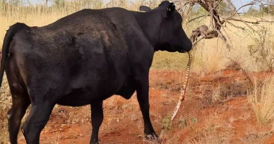 澳洲母牛竟叼起蟒蛇吃掉，食物鏈錯亂是在預示什麼嗎？前不久印度母牛一個月吃掉48只雞崽，食草動物也要吃肉了