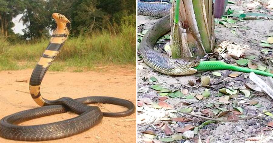 森林眼鏡蛇在非洲橫行霸道，吃完綠曼巴蛇，接著吃非洲岩蟒