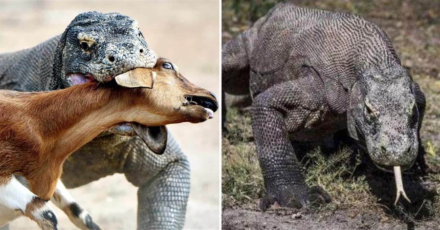 現存最大的蜥蜴，被「神話」的科莫多巨蜥，其真正實力到底如何？
