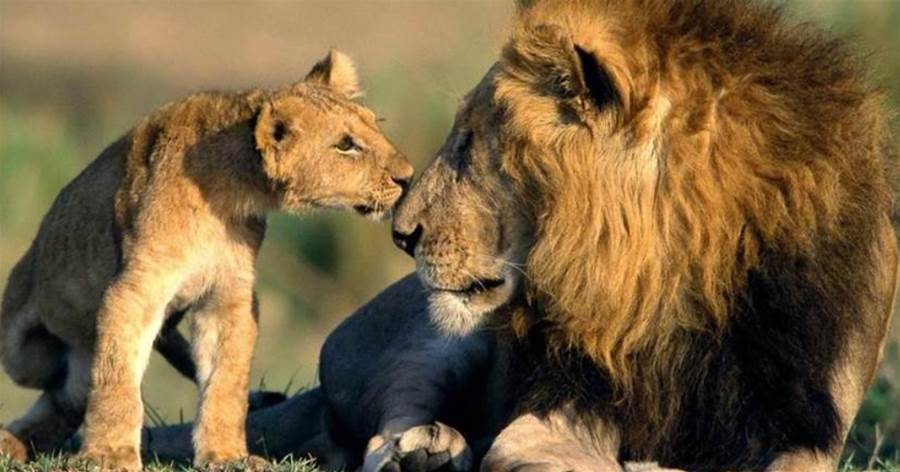現存最大的獅王：稱霸非洲草原無對手，實力比肩東北虎