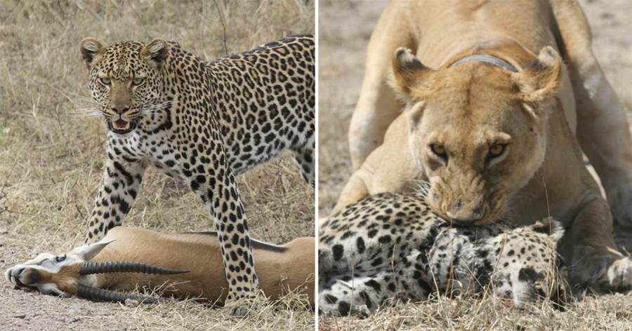 「獵人與獵物的轉換」在南非克魯格，造成花豹死亡的20%以上原因是獅子，上樹都白搭