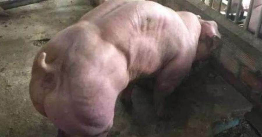 男子發現一頭強壯如牛的「豬」，肌肉線條很完美，隨後果斷報警