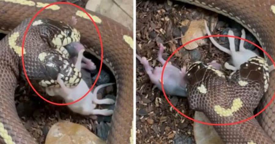 雙頭蛇同時吞下2只老鼠，它們共用一個身體，究竟哪個說了算
