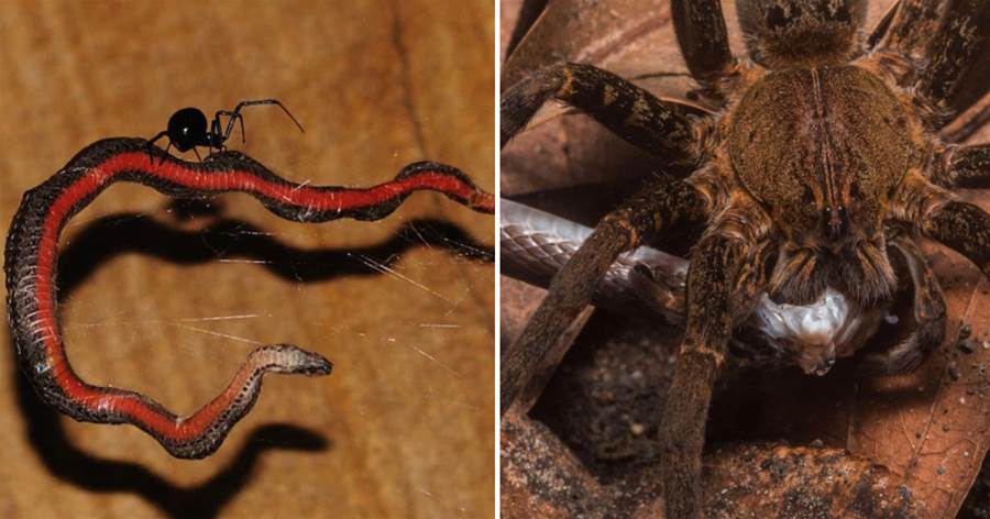 北美黑寡婦蜘蛛和蛇的319次博弈，只有1.5%的蛇成功逃脫，其餘全被融化成液體吃掉