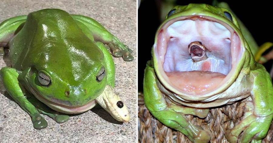 免疫蛇毒的「煙蛙」，專吃毒蛇體型變大，卻因為太顯眼又反被毒蛇捕食