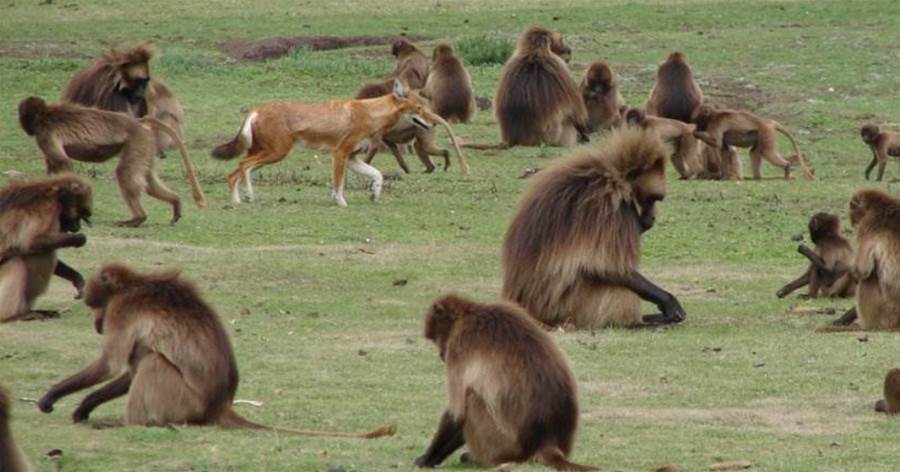 衣索比亞狼為什麼不吃獅尾狒狒？難道是靈長類狒狒把狼馴化了？