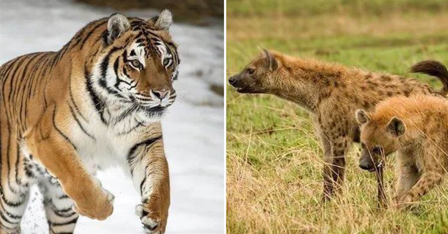 10只成年斑鬣狗遇上成年雄性東北虎，誰的勝算比較大