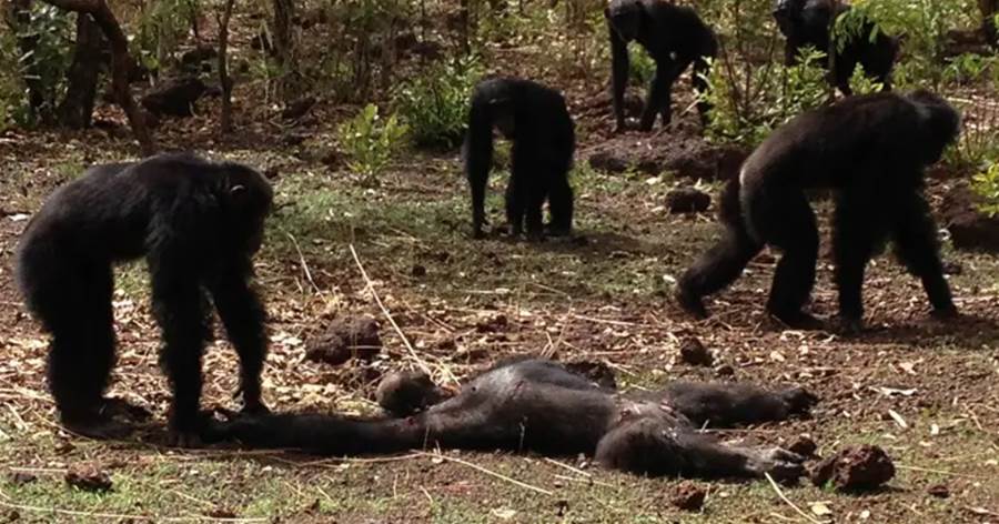 6只黑猩猩聚餐吃掉1只大猩猩幼崽，偶爾還會抓猴子吃，黑猩猩：猴腦最有營養