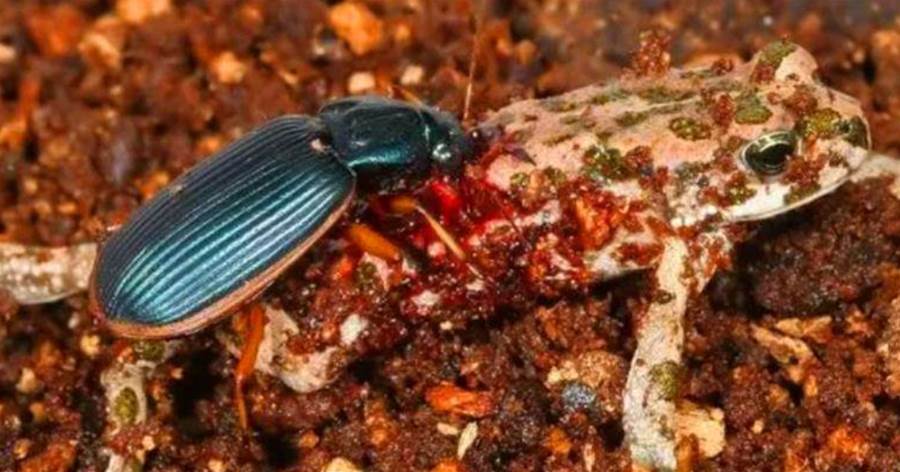生化武器專家：步甲蟲，到底有多可怕？一己之力消滅30只青蛙，咬上後開始液化，貪婪吸食