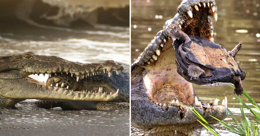 兇狠暴躁的鱷龜，在美國被鱷魚一口咬碎，出了國成了沒有天敵的霸王