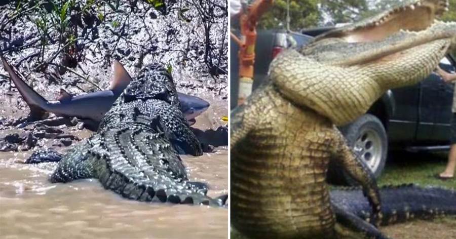 世界上體型最大最猛的鱷魚—灣鱷，一口咬碎龜殼，吃掉鯊魚，進攻眼前的一切