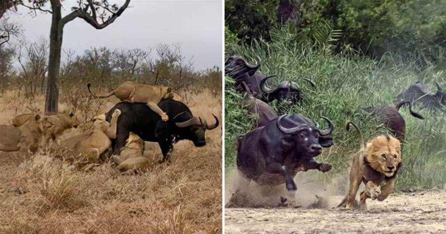 水牛遭9頭獅子圍攻！兄弟外援直接一頭頂飛，水牛為何如此兇猛？