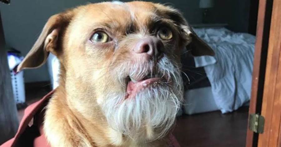 狗狗因長「山羊胡」被放棄，一年後擁有65萬粉絲，檢查後發現：牠是4國混血
