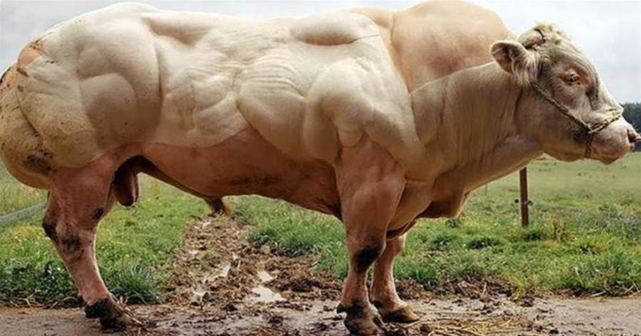 牛中「史泰龍」，日增3斤肌肉、重達1200公斤的「魔鬼筋肉牛」，肌肉發達「肉質細膩」，網友：這要擼幾個月鐵？