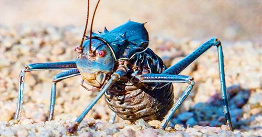 非洲「最危險的蟋蟀」盔甲蟋蟀，不僅會噴射毒液，還會「捕獵小鳥」！