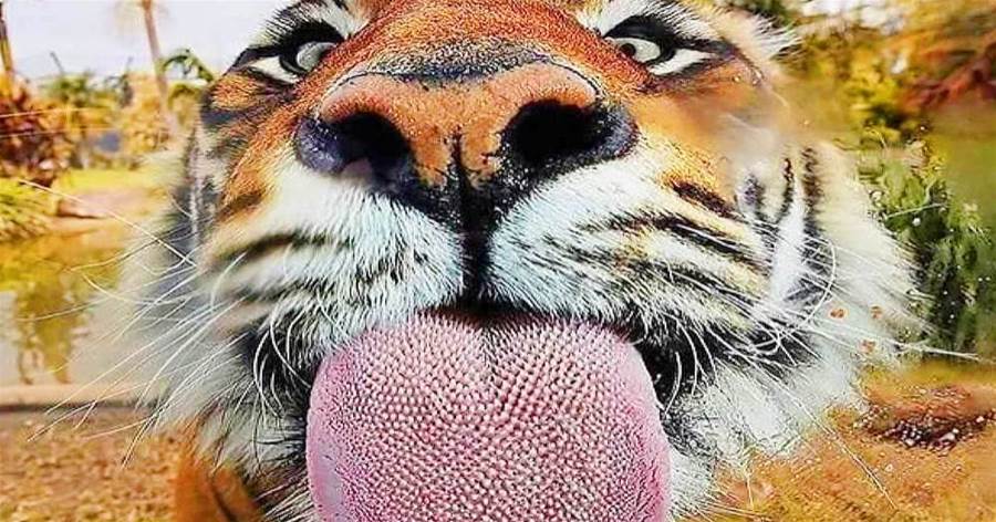 為什麼貓科動物的舌頭上「滿是倒刺」，被老虎舔一下真的會「掉層皮」嗎？