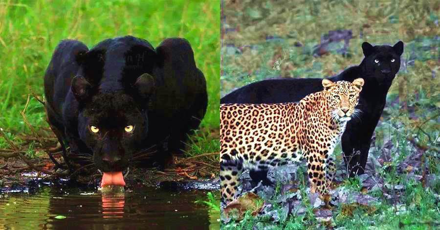 地球」僅存一隻的黑豹」，潛行在黑暗中的狩獵者，與埃及母豹相守4年！
