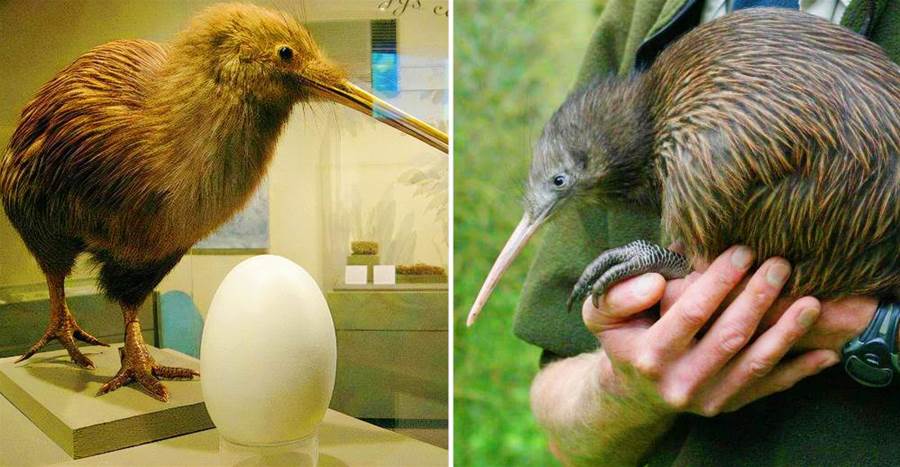 「生的蛋」是自己體重的1/3，被封為「國鳥」，幾維鳥為何要生這麼大的蛋？