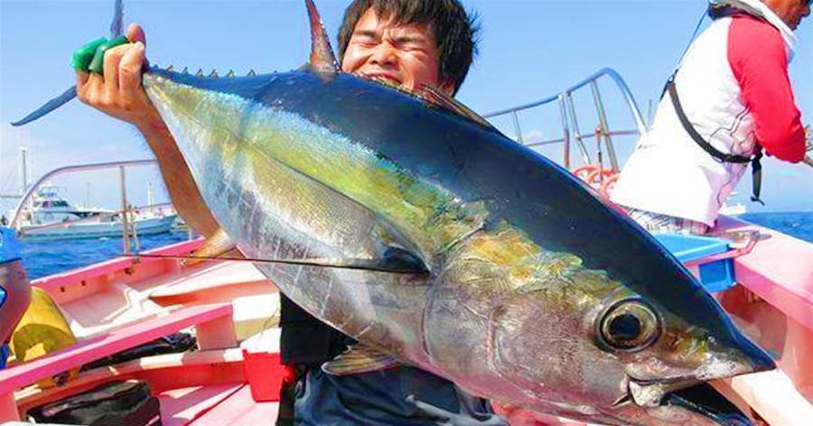 「世界上最硬的」魚，比刀還鋒利，魚身堅硬上過「金氏記錄」，日本人將它做成菜刀！