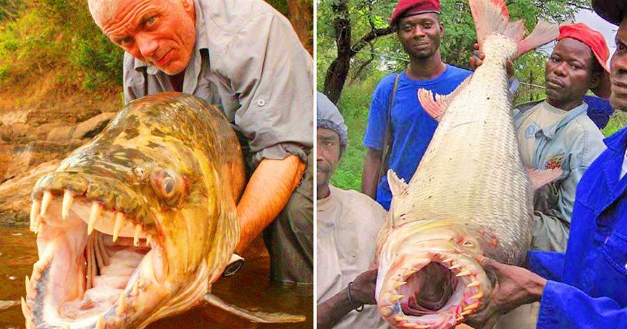 非洲兇狠的「黃金猛魚」，5分鐘就能把「鱷魚身上肉吃光」，現已是觀賞魚！