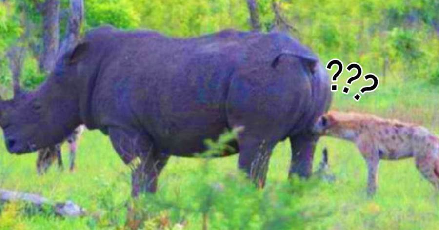 鬣狗想要對落單犀牛「進行掏肛」，奈何遇到一個「不銹肛」：咦？技術減退了？？