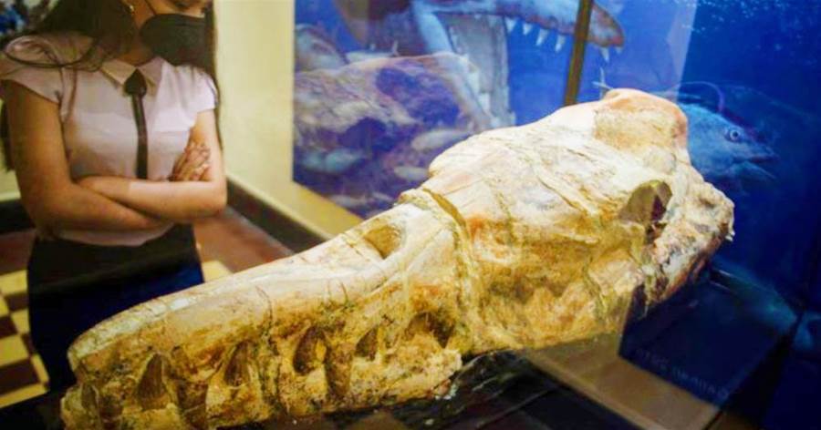 秘魯發現「真龍遺骸」？尖牙利齒身長17米，3600萬年前海里的「龍王」！