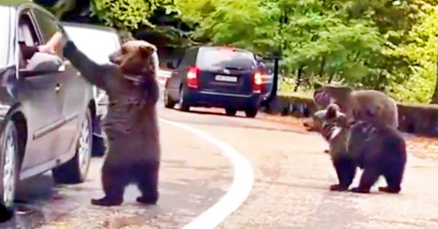 美國游客堵車「遭遇3頭黑熊」，竟腦子抽瘋去「擊掌」，黑熊一下子興奮了！