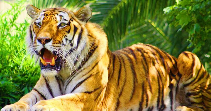 動物園的老虎，為什麼「不能喂食豬肉」呢？難道老虎不喜歡吃豬肉？