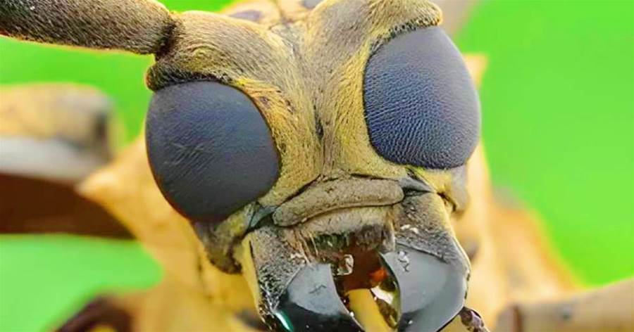螞蟻沒有大腦，生活在二維空間，「它們真看不見人類嗎」？