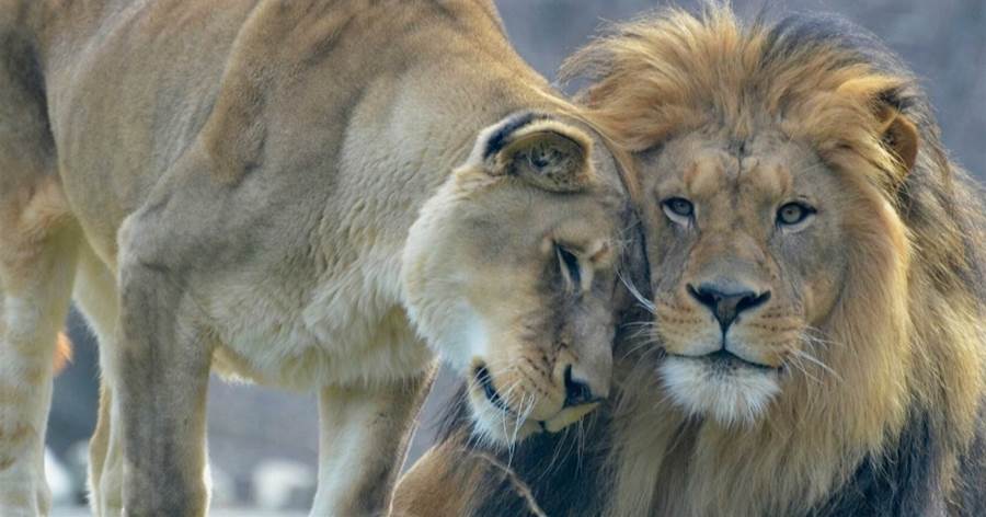 動物交配誰也不認？出去流浪的雄獅，長大后會認識自己的母親嗎？